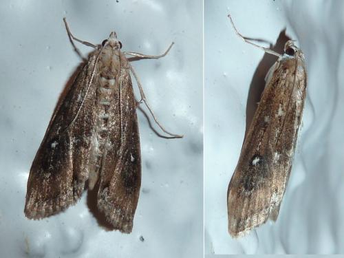 Réf. 183 404 : Parapoynx stratiotata